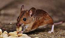 24 Hour & Emergency Exterminators in Waterford, MI